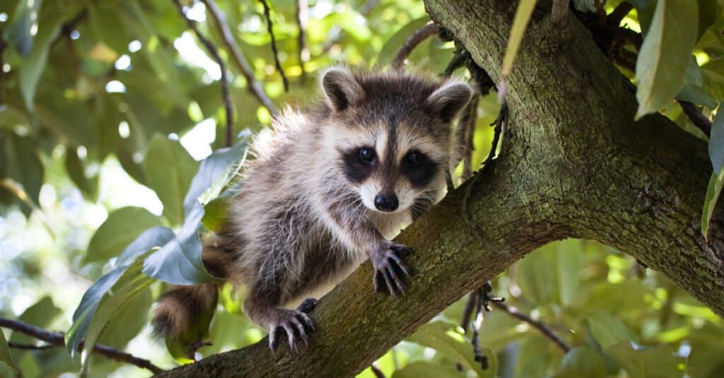 baby racoon in a tree