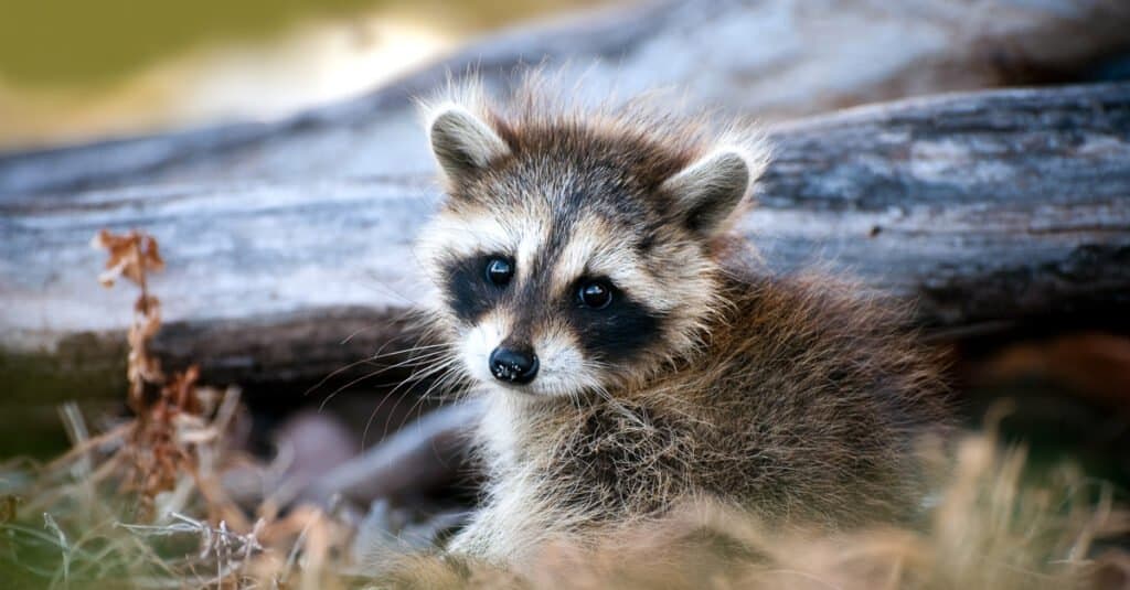 Little raccoon close-up