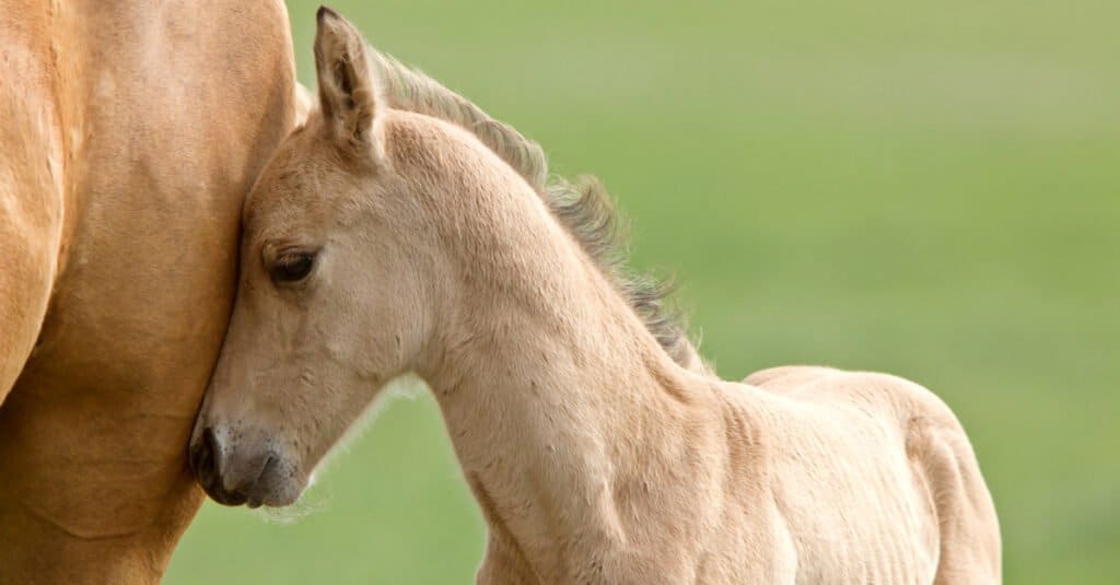 Baby horse - foal with mom