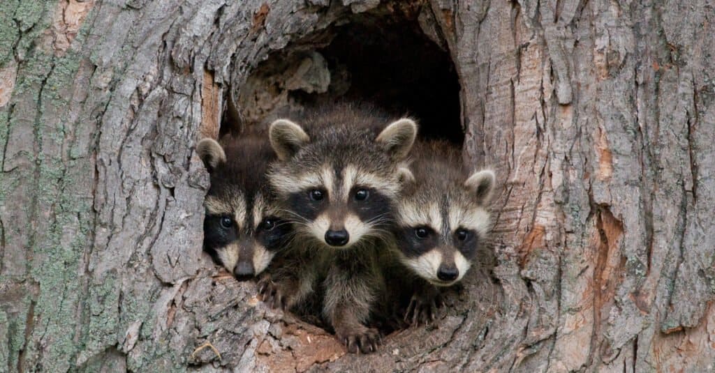 baby racoon peeking