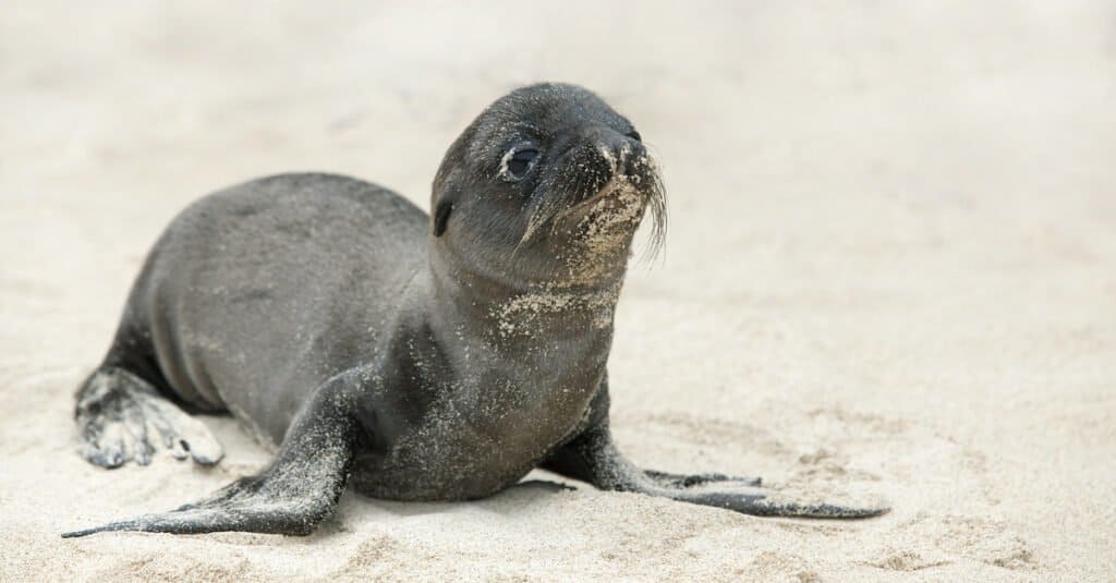 baby-seal-on-the-beach