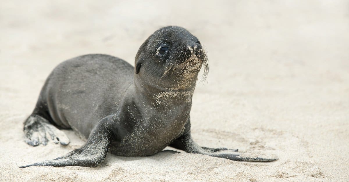 What’s a Baby Seal Called & 5 More Amazing Facts! AZ Animals