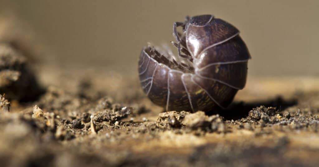 Pill bug rolled up in defense