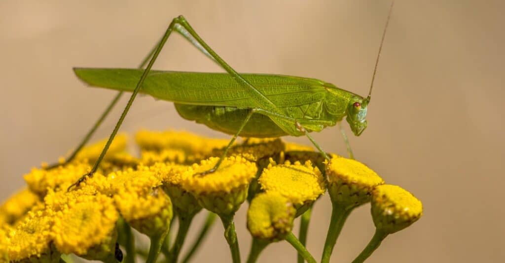 What do katydids eat?
