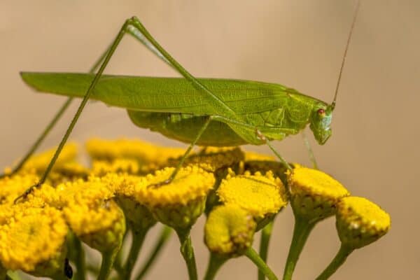 Katydids hunt aphids, and some tropical species use spikes on their legs to catch insects.