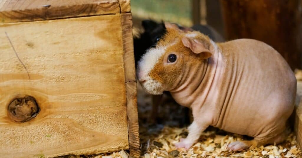 skinny pig sniffing at wooden box