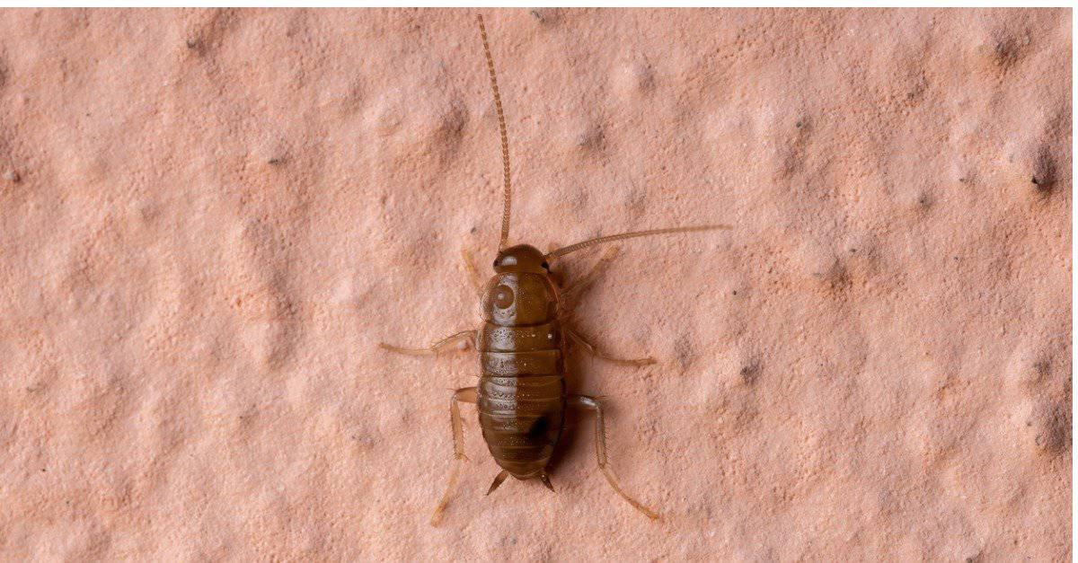 How Many Legs Does A Cockroach Have? - AZ Animals
