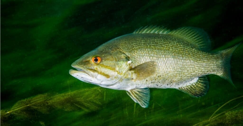 largemouth bass eating