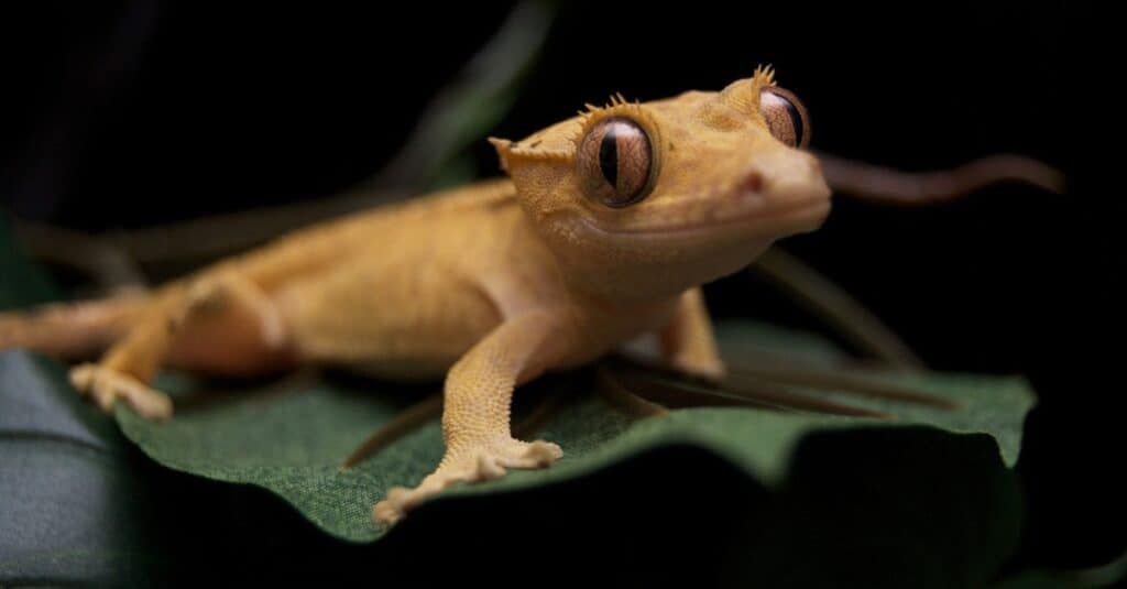 What Do Crested Geckos Eat - crested gecko hunting on leaf