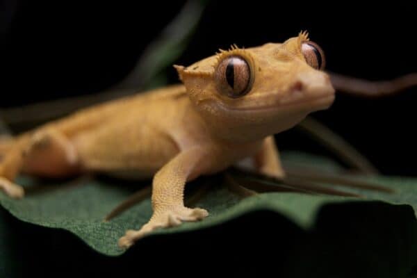 What do crested geckos eat