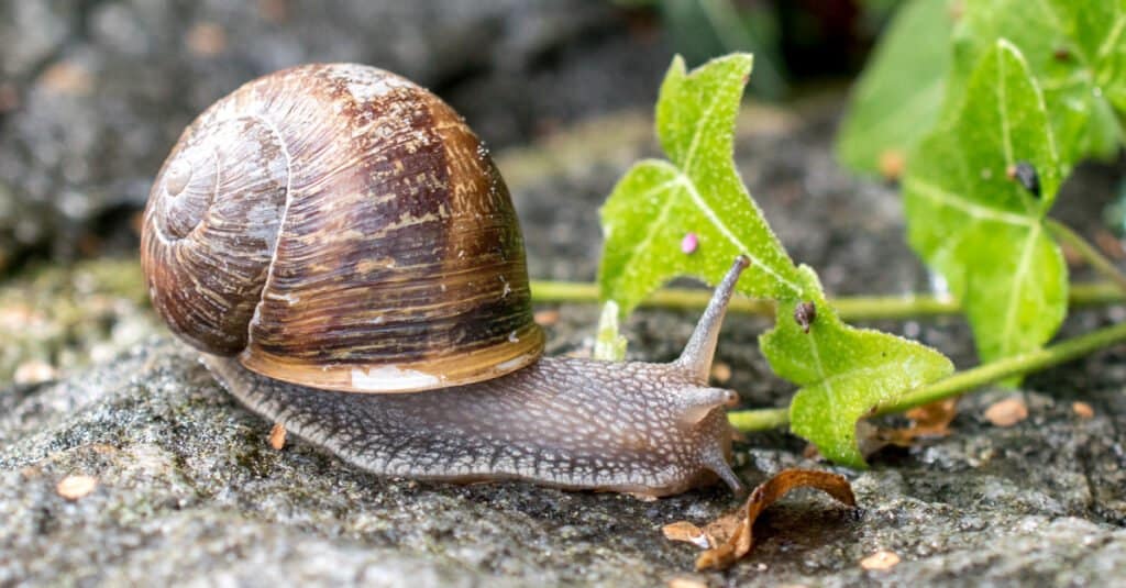 garden snail eats a plant