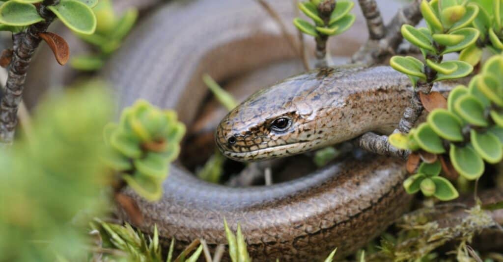 Legless lizard hiding in shrub