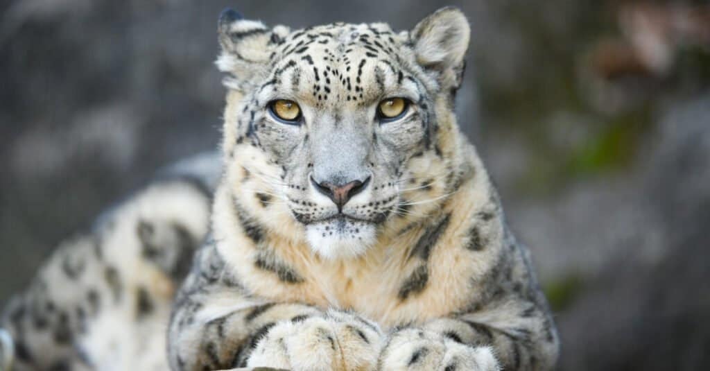 close up of a snow leopard