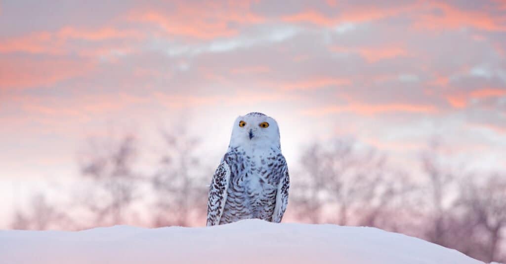 snowy owl sitting in snow