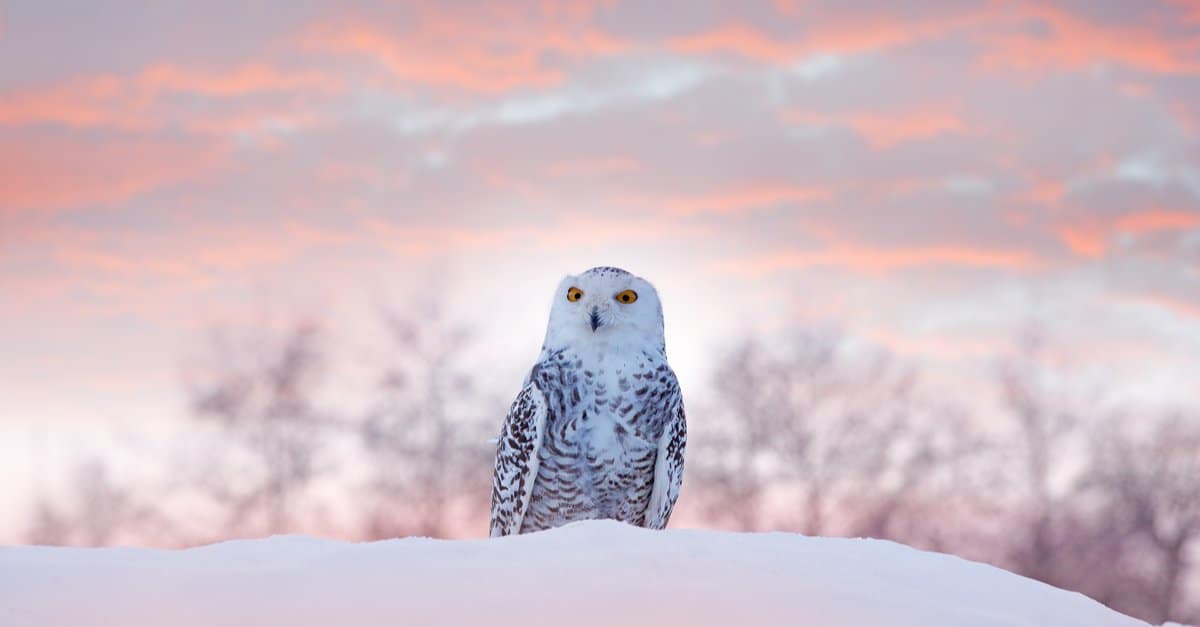 snowy owl sitting in snow