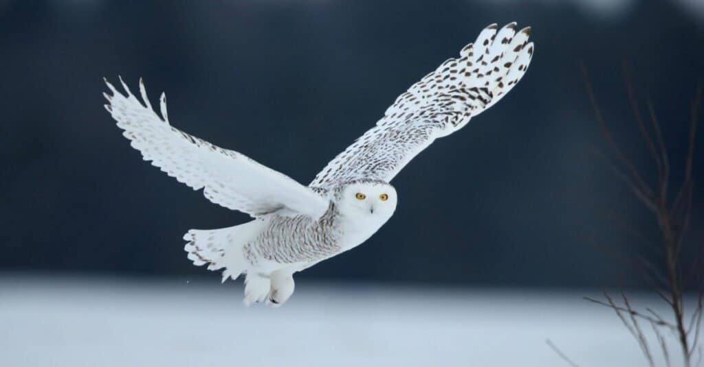 snowy owl in flight over snow. The owl is center from  with its wings spread. It is permarily white with brown accents and orange eyes. 