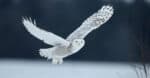 10 Notable Facts About Snowy Owls - A-Z Animals