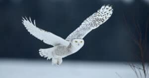10 Notable Facts About Snowy Owls - A-Z Animals
