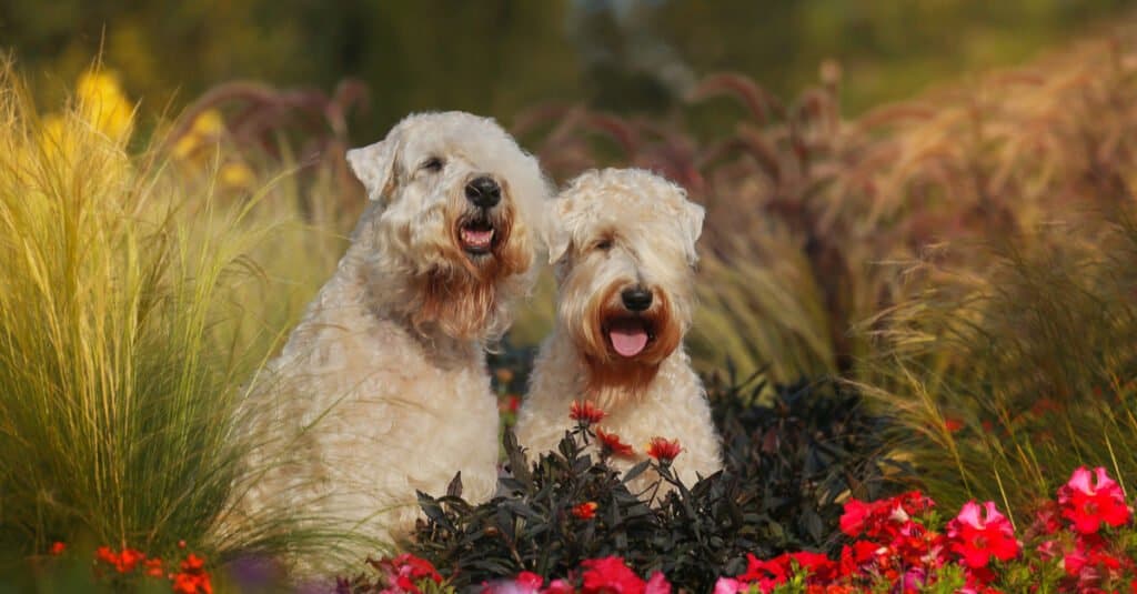 soft coated wheaten terriers sitting together in flowers