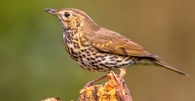 song thrush perched with blurred background