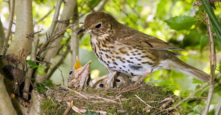 song thrush with babies