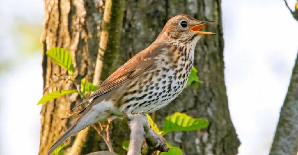 song thrush singing