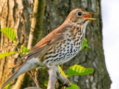 Song Thrush Picture