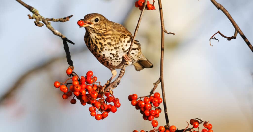 song thrush with berry in beak