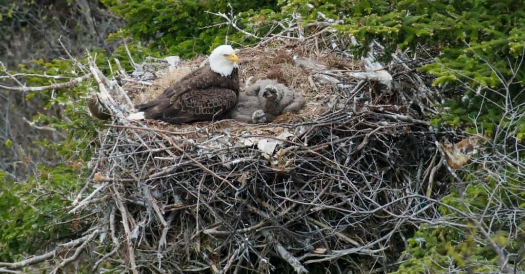 baby eagle in a nest in the top of a tree.