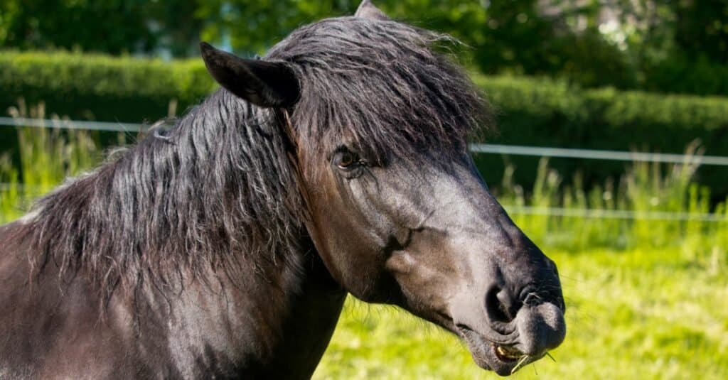 10 Strongest Horse Breeds In The World