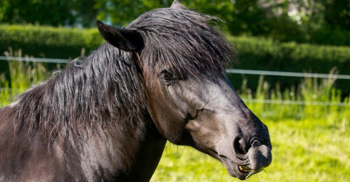 10 Strongest Horses in the World - A-Z Animals