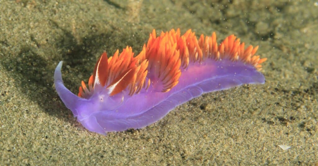 spanish shawl on sand