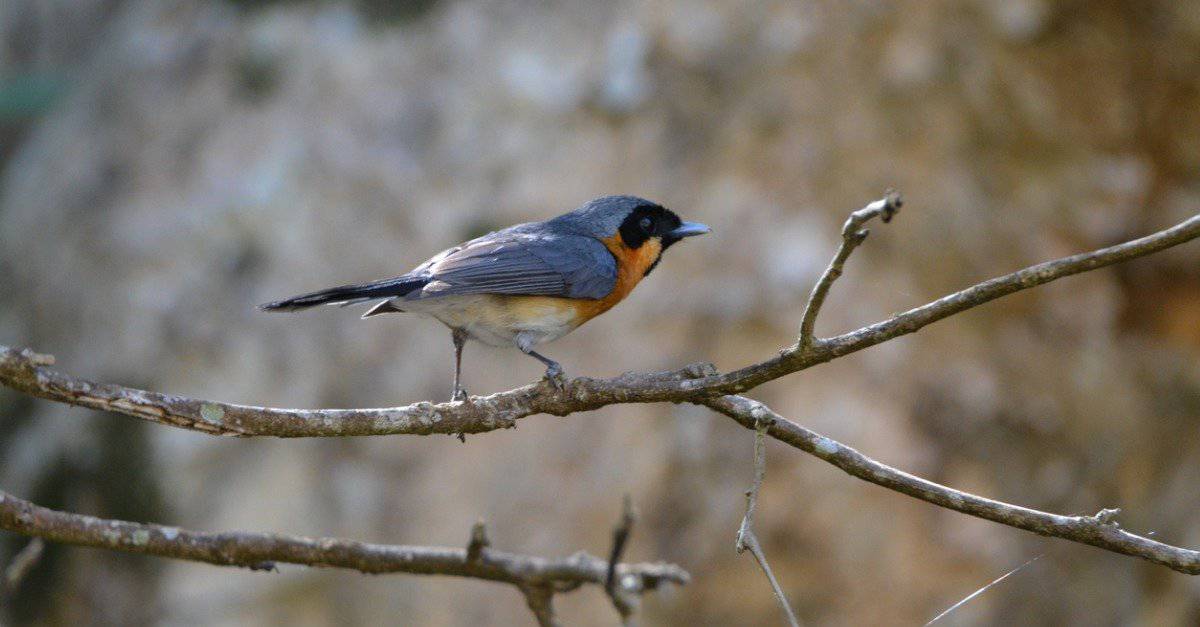 Masked Animals Top 10 Animals With Masks Around Their Eyes AZ Animals