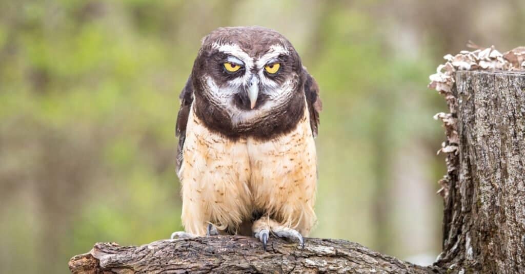 spectacled owl perched up high