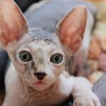 This unique hairless cat came to be due to a genetic mutation.