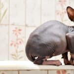 The sphynx cat is often overfed causing it to be overweight.