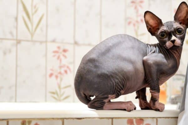 The sphynx cat is often overfed causing it to be overweight.