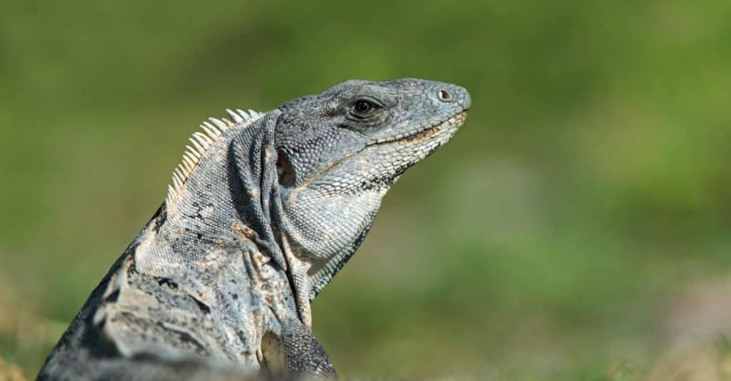 Black spiny tail iguana close-up