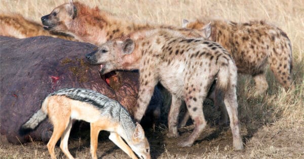 What Is The Bite Force Of A Hyena? - A-z Animals