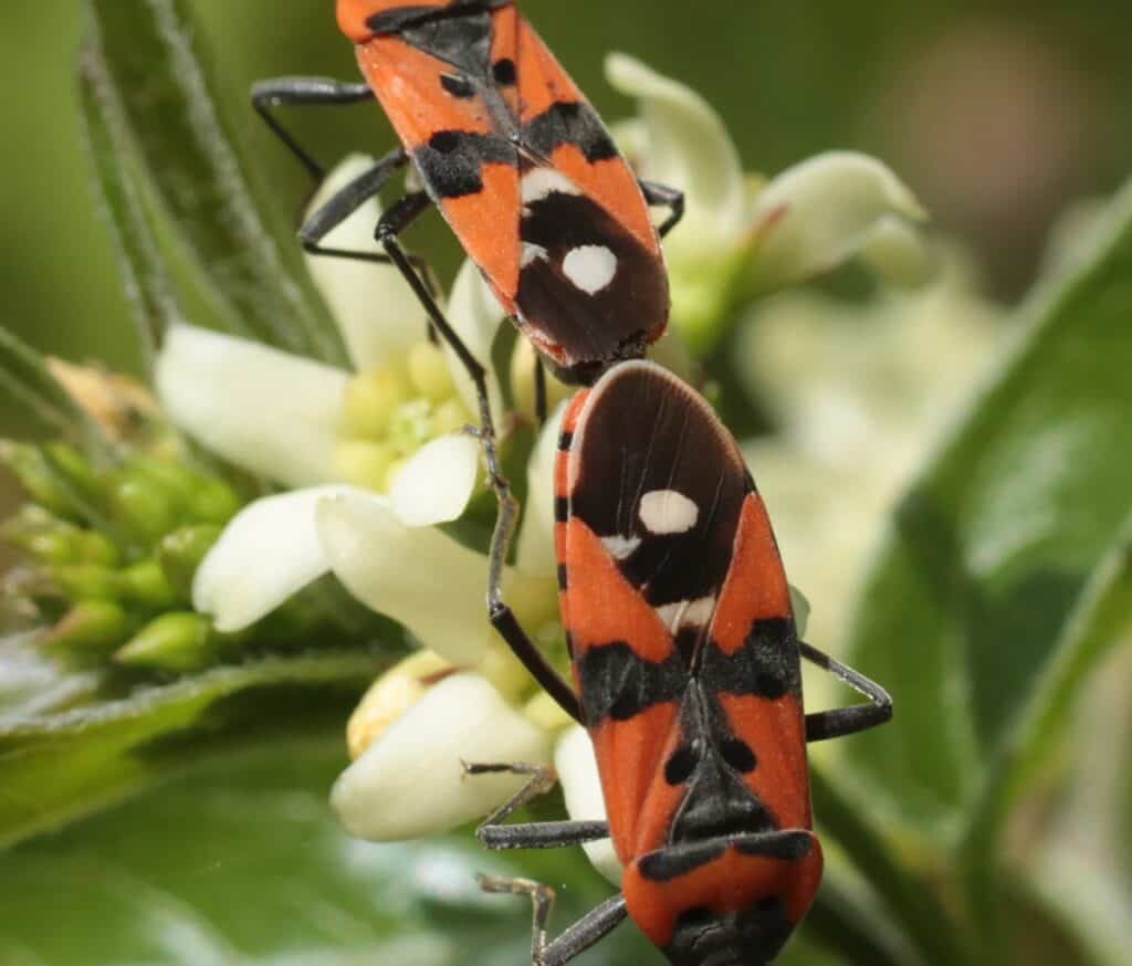 red and black beetle insect