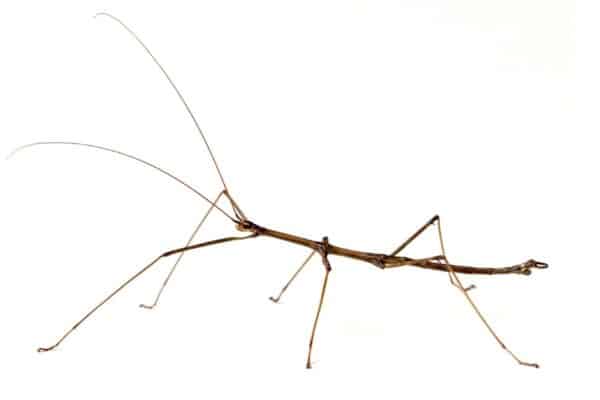 Stick bugs eat almost exclusively leaves. They are herbivores