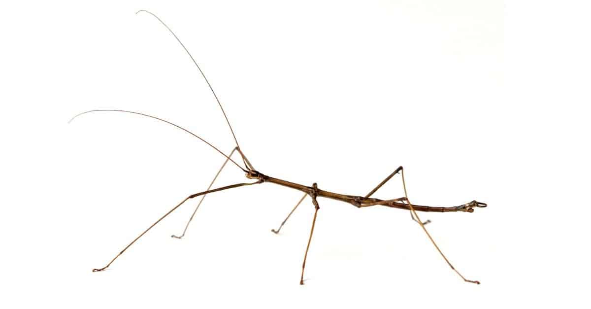 What Do Stick Bugs Eat? - A-Z Animals