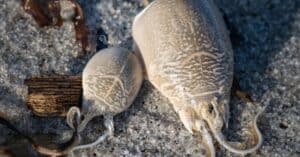 What Do Sand Crabs Eat? 9 Foods That May Surprise You Picture