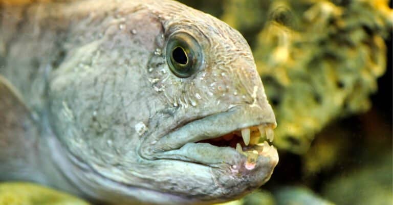 Catfish Teeth- Striped Catfish