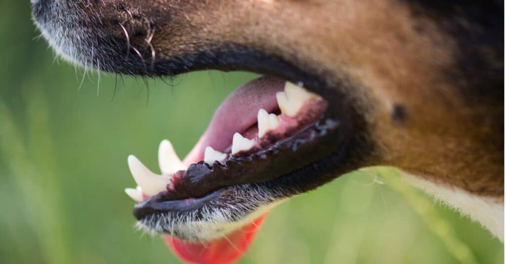 dog teeth extraction