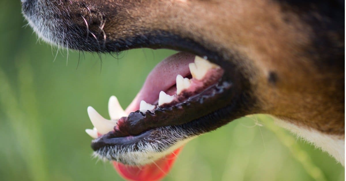 A dog's clean, white teeth are featured close-up.