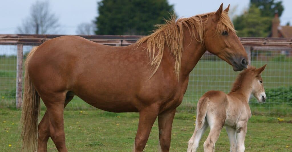 worlds strongest horse