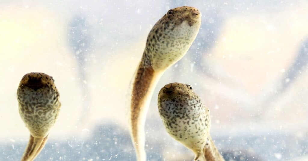 Frog tadpole online 12