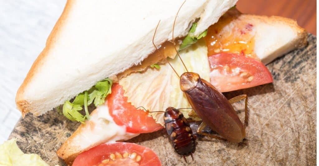 baby cockroach feast