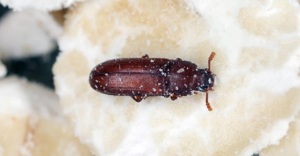 flour beetle life cycle